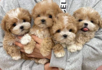 Maltipoo