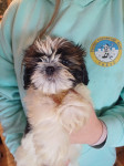 SHIH TZU MLADIČKI