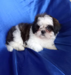 Shih-tzu