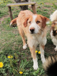 A beautiful brown and white Posavina hound dreams of his forever home!