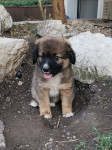 Caucasian shepherd puppy is looking for a home!