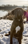 Čistokrvna Cane Corso