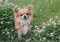 Posvojim dolgodlako čivavo, long haired chihuahua