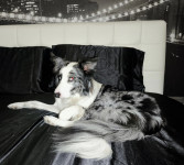 PARITEV - BLUE MERLE COLLIE