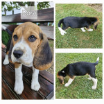 Beagle / Bigl mladički, psi z rodovnikom