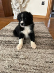 Border Collie mladički