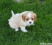 Cavalier king Charles spaniel – kavalir španjel mladiči