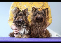 Čokoladni Yorkie (yorkshire terrier), FCI