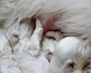 Coton de Tulear mladiči