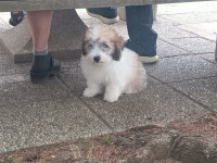 Coton de Tulear, mladički z rodovnikom Prevzem možen takoj