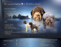 Lagotto Romagnolo mladički