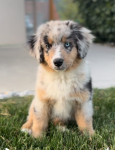 Miniaturna ameriška ovčarka - Miniature American Shepherd samička