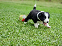 Mladički Border Collie