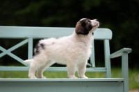 Rodovniški mladiči - mladički pastirski pes tornjak