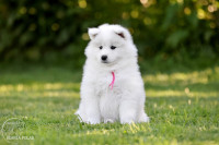 Samojed mladički, psarna Blanja Polar