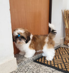 SHIH TZU VRHUNSKI MLADIČKI Z RODOVNIKOM HKS