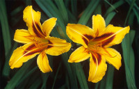 Maslenica / maslenka Bonanza, rumeno-rdeča (Hemerocallis)