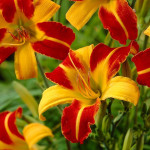 Maslenica / maslenka 'Frans Hals' (Hemerocallis, enodnevna lilija)