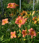 Maslenica / maslenka Juno Sky, roza (Hemerocallis)