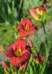 Rdeča maslenica / maslenka (Hemerocallis, enodnevna lilija)