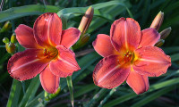 Rdeča maslenica / maslenka Simple Brilanta (Hemerocallis)