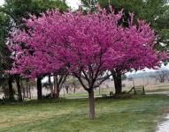 SEME - drevo: ■navadni jadikovec (Cercis siliquastrum)