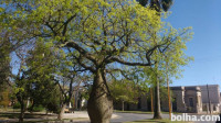 Semena drevesa Palo borracho/ Ceiba speciosa