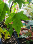 Trizobi Javor, Acer Buergerianum