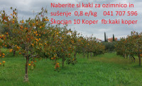 KAKI OBIRANJE  0,8e/kg in DOSTAVA kakija LJ. MB. CE, SG, KR