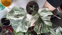 2 x monstera variegata