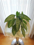 Aglaonema