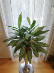 Aglaonema