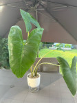 Alocasia zebrina