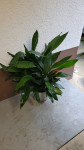 Aspidistra