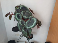 Begonia