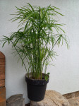 Cyperus - rastlina