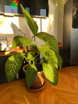 Dieffenbachia