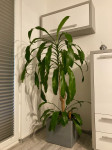 Dracena (sobna)