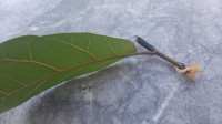Ficus lyrata bambino -6 eur