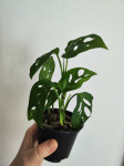 Monstera Adansonii