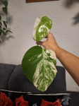 Monstera albo variegated