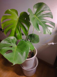 Monstera Deliciosa