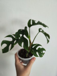 Monstera Minima/Rhaphidophora Tetrasperma