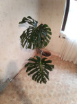 Monstera