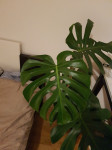 Monstera