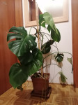 Monstera