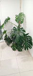 Monstera