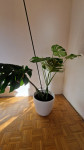 Monstera v loncu. 030 609 690