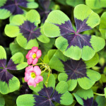 Okrasna viola-zelena deteljica z roza cvetovi (Oxalis Iron cross)