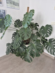 Velika monstera